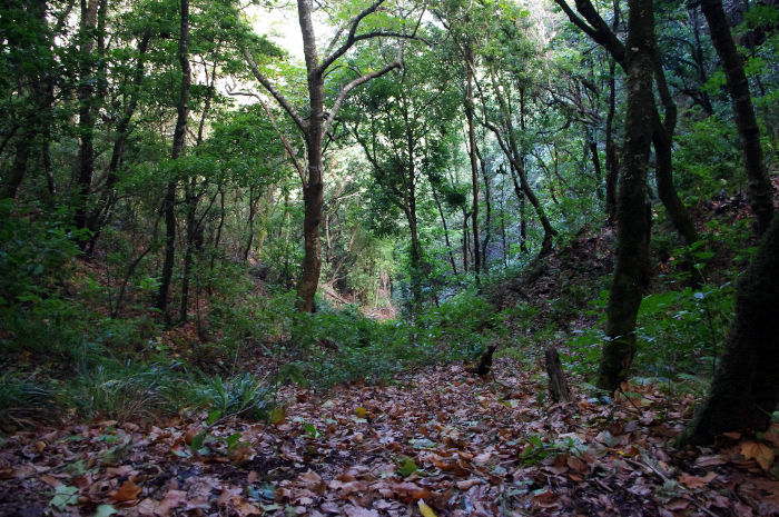 forêt ribeiro frio madère