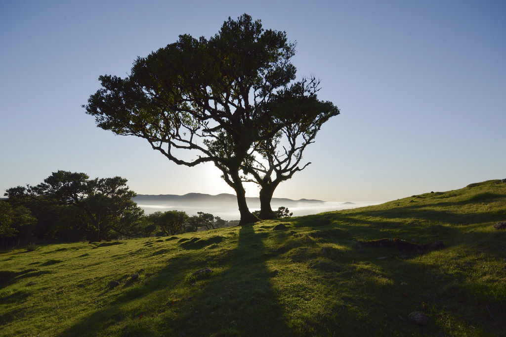 La foret de Fanal